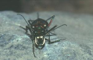 中国虎甲(拦路虎)