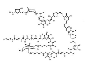根据分子量以及生物学功能的不同,可以分为海葵溶细胞毒素(分子量约20