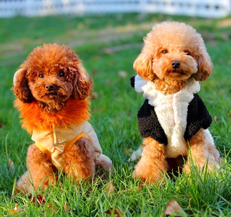 玩具贵宾犬