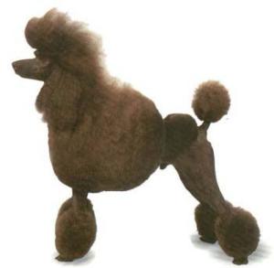 伴侣犬