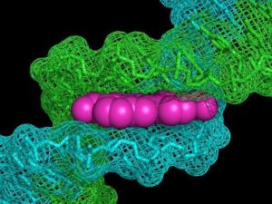 核酸染料dapi可嵌入到dna双螺旋中核酸荧光染料对细胞核染色后定量