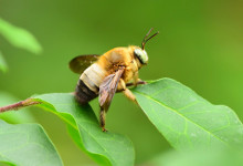 木蜂