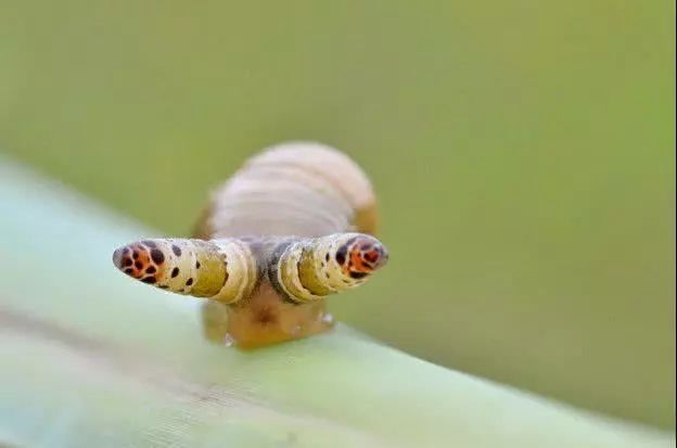 双盘吸虫蜗牛切开图片