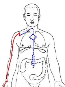 手太阴肺经