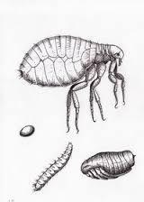 人蚤的几个主要发育阶段