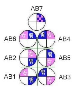 AB2型血