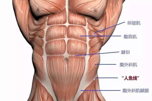 腹直肌 肌肉 搜狗百科