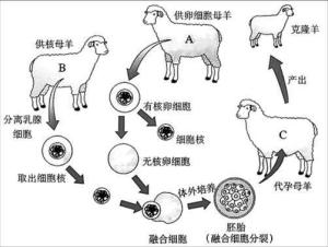 克隆技术 搜狗百科