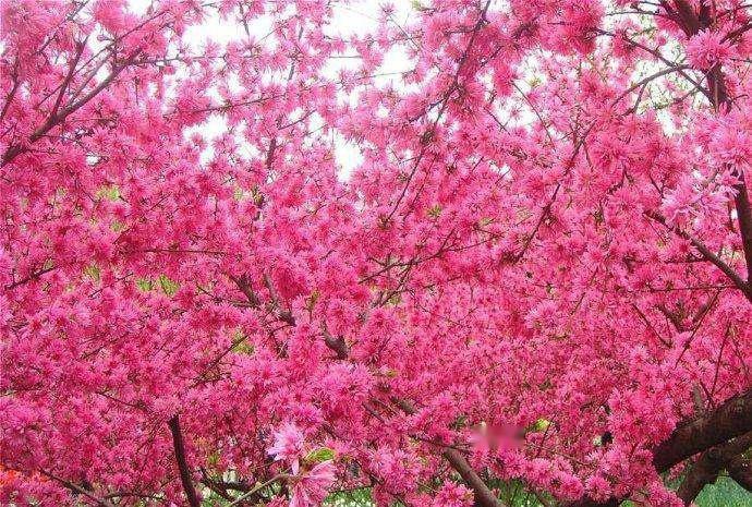 菊花桃