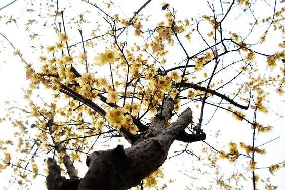 腊梅树 蜡梅科蜡梅属植物 搜狗百科 腊梅树 蜡梅科蜡梅属植物 搜狗百科