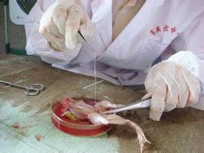 这项高难度手术是1930年由实验胚胎学家童第周完成的.