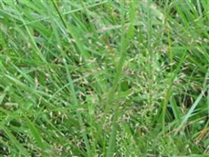 鲫鱼草 Eragrostis tenella