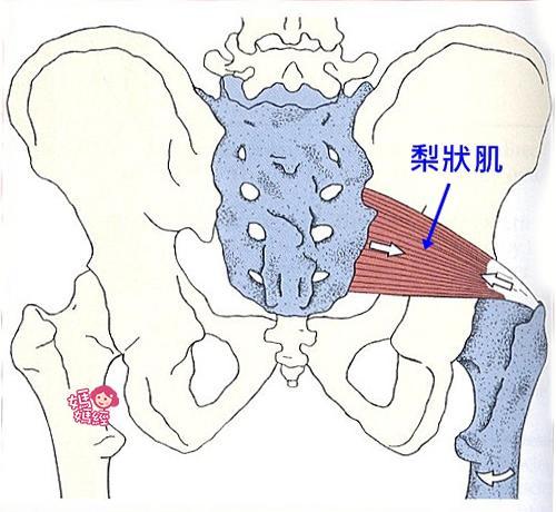 梨状肌