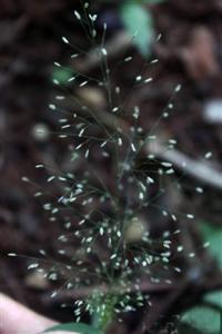 鲫鱼草 Eragrostis tenella