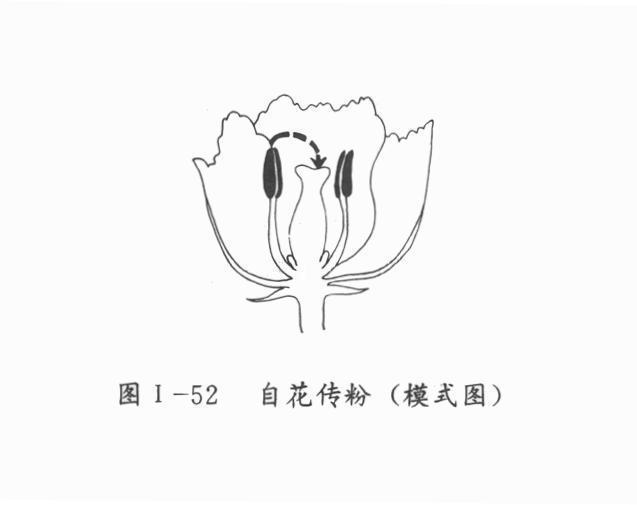 自花传粉