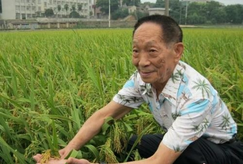 杂交水稻
