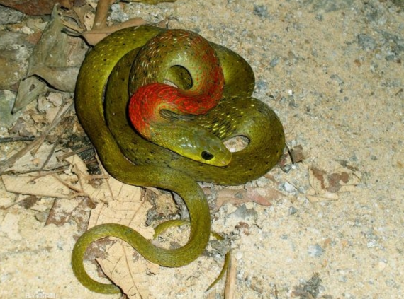 红脖颈槽蛇 - 搜狗百科