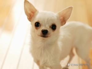 伴侣犬