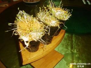 苜蓿芽手卷