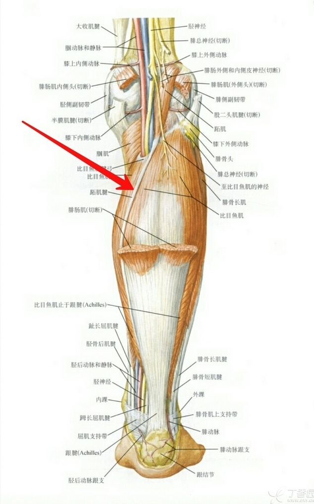 人体腿部肌腱结构图图片
