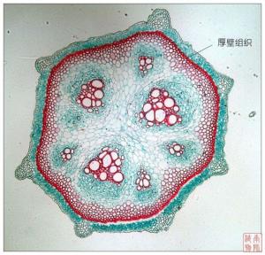 芹菜切片细胞结构图图片