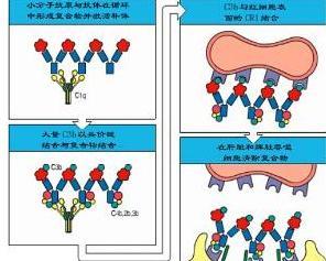 补体 - 搜狗百科