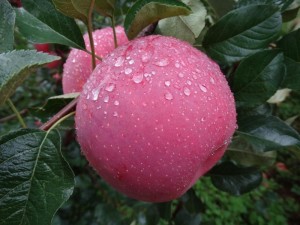 昭通苹果