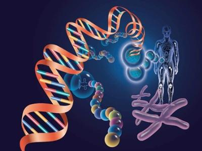 遗传DNA