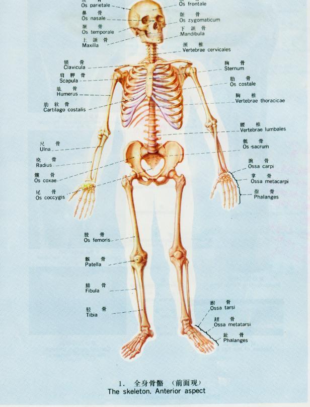 全身关节名称示意图图片