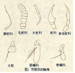 双翅目触角图片