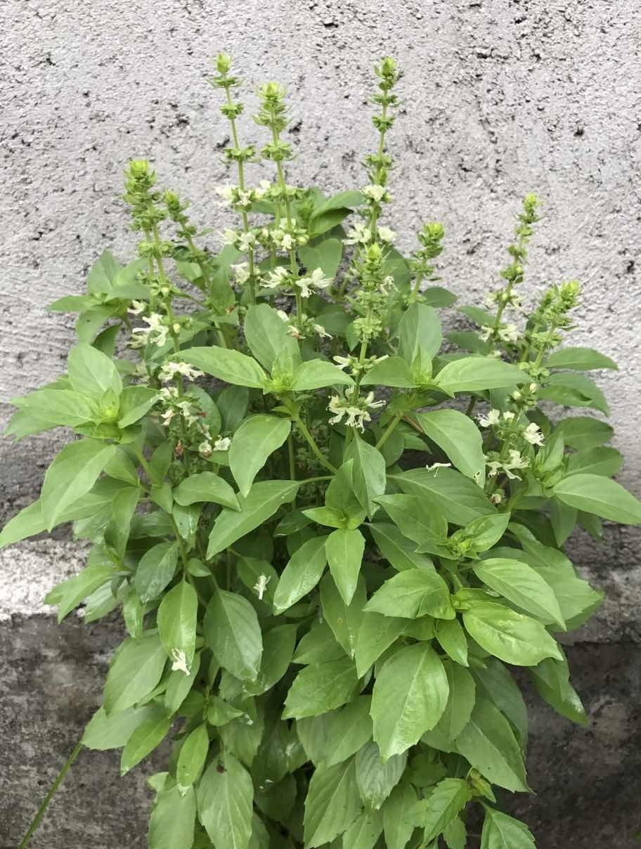 鬼箭羽