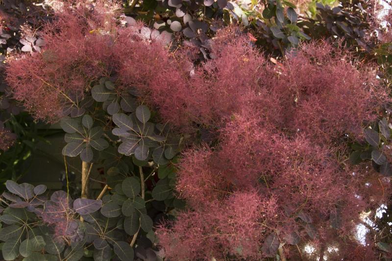 美国红栌 植物 搜狗百科