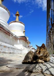 佛塔下的猫咪，像阳光一般给人温暖