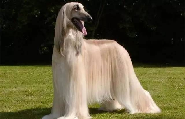 阿富汗猎犬