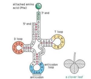 转运rna