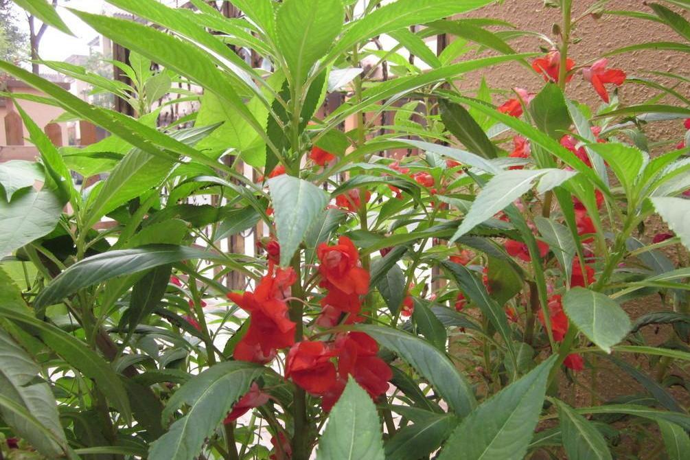 染指甲草 凤仙花科凤仙花属植物 搜狗百科