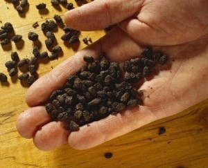豆豉图片