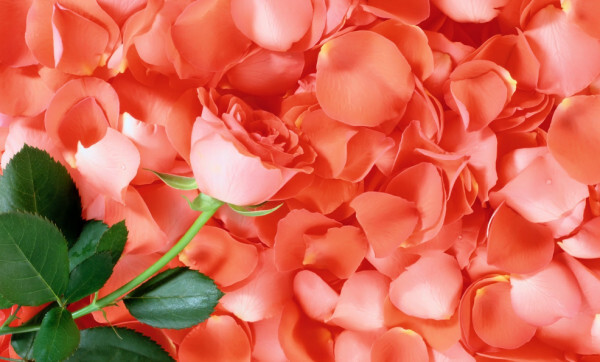 花瓣 生物学名词 搜狗百科