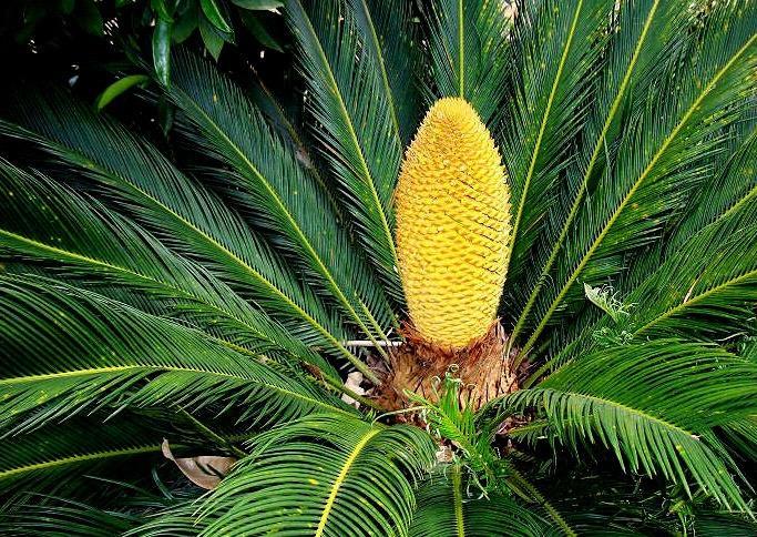 树是形容词吗 0