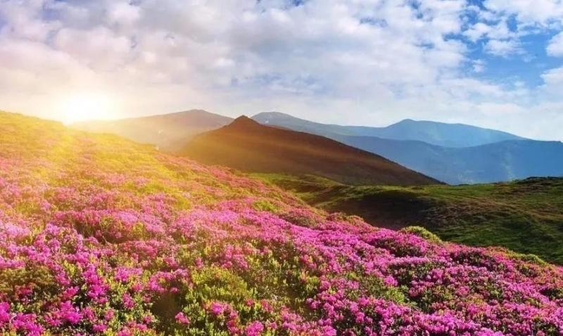 余干大明花海景区