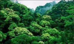 常绿阔叶林 - 搜狗百科