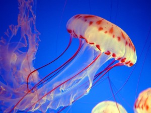 浮游生物