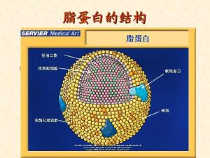 载脂蛋白