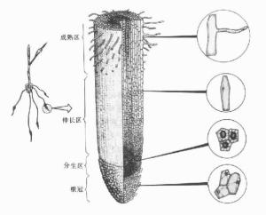 根尖 搜狗百科