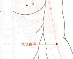 曲泽解剖图图片