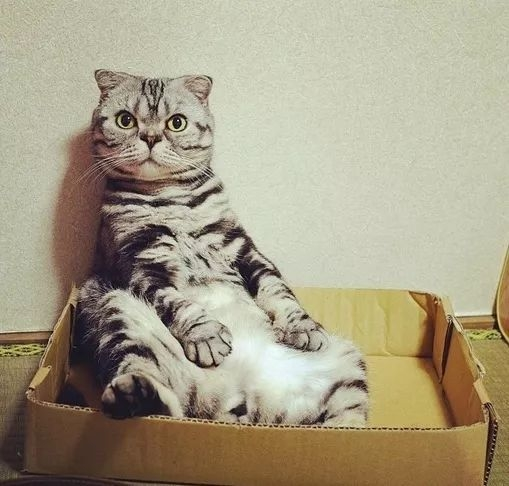 虎斑猫