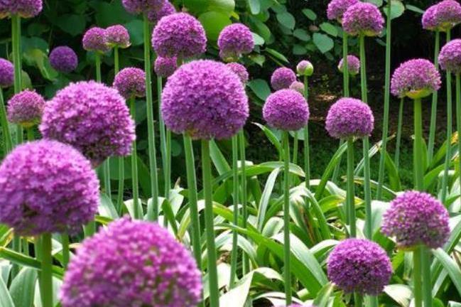 大花葱 百合科葱属植物 搜狗百科 大花葱 百合科葱属植物 搜狗百科