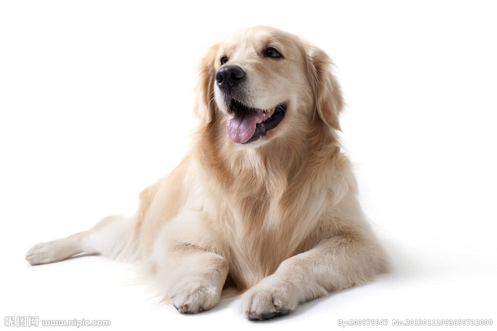 狗狗 社交游戏 搜狗百科 狗狗 社交游戏 搜狗百科