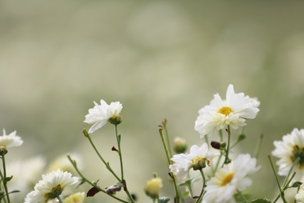 杭白菊