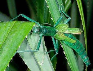 節肢動物門(arthropod),昆蟲綱(insecta),竹節蟲目(phasmida),竹節蟲